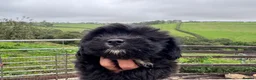 Shihpoo dogs for sale: Gorgeous black girl in Liskeard - Advert 5