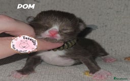 British Shorthair cats for sale: GCCF REGISTERED BRITISH SHORTHAIR KITTENS  - Image 14