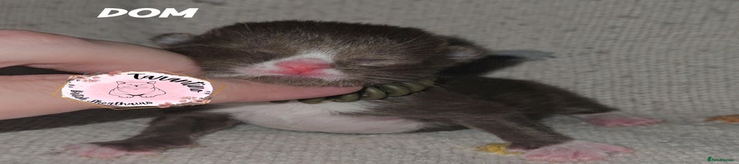 Dom