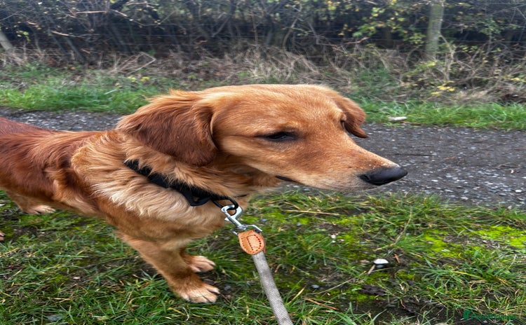 Golden Retriever dogs - Advert 5