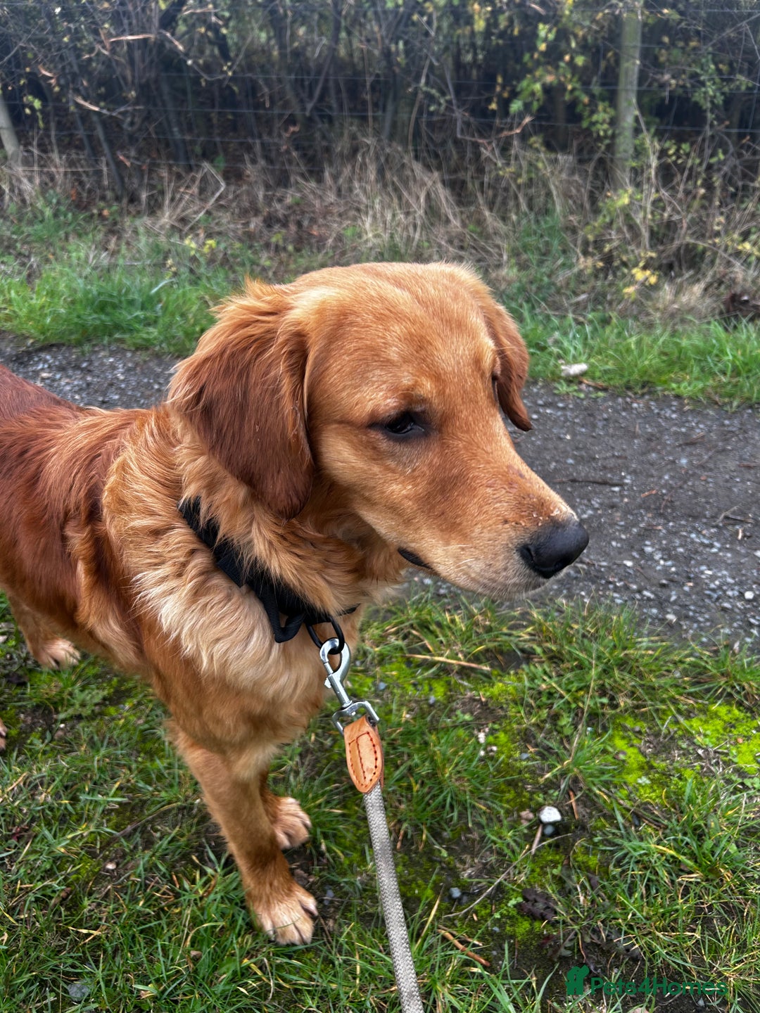Golden Retriever dogs for sale: Trained Golden Retriever for sale  - Image 1