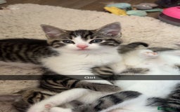 Mixed Breed cats for sale: 5 Beautiful kittens - Image 2