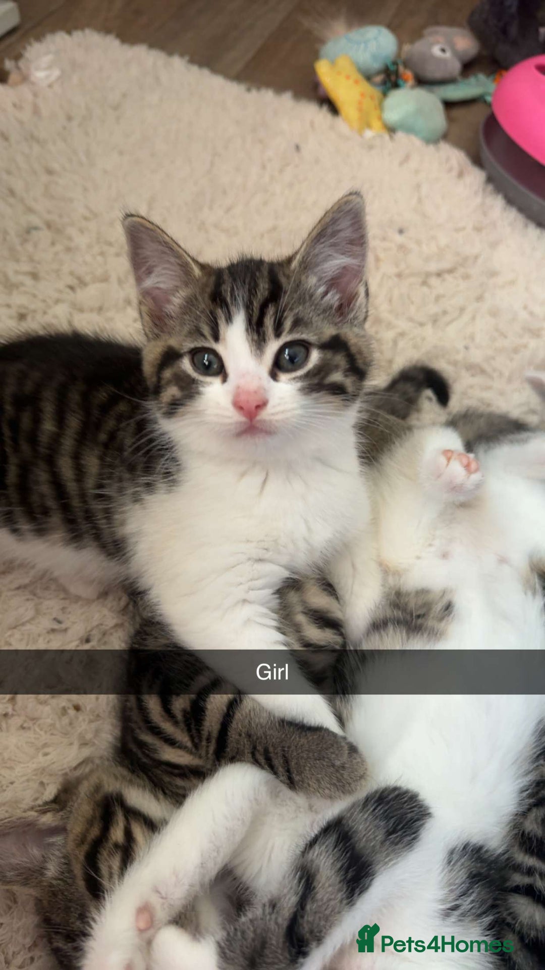 Mixed Breed cats for sale: 5 Beautiful kittens - Image 2