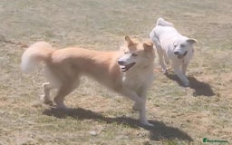 Mixed Breed dogs for adoption: Nina is approx 2 yrs old  - Image 8