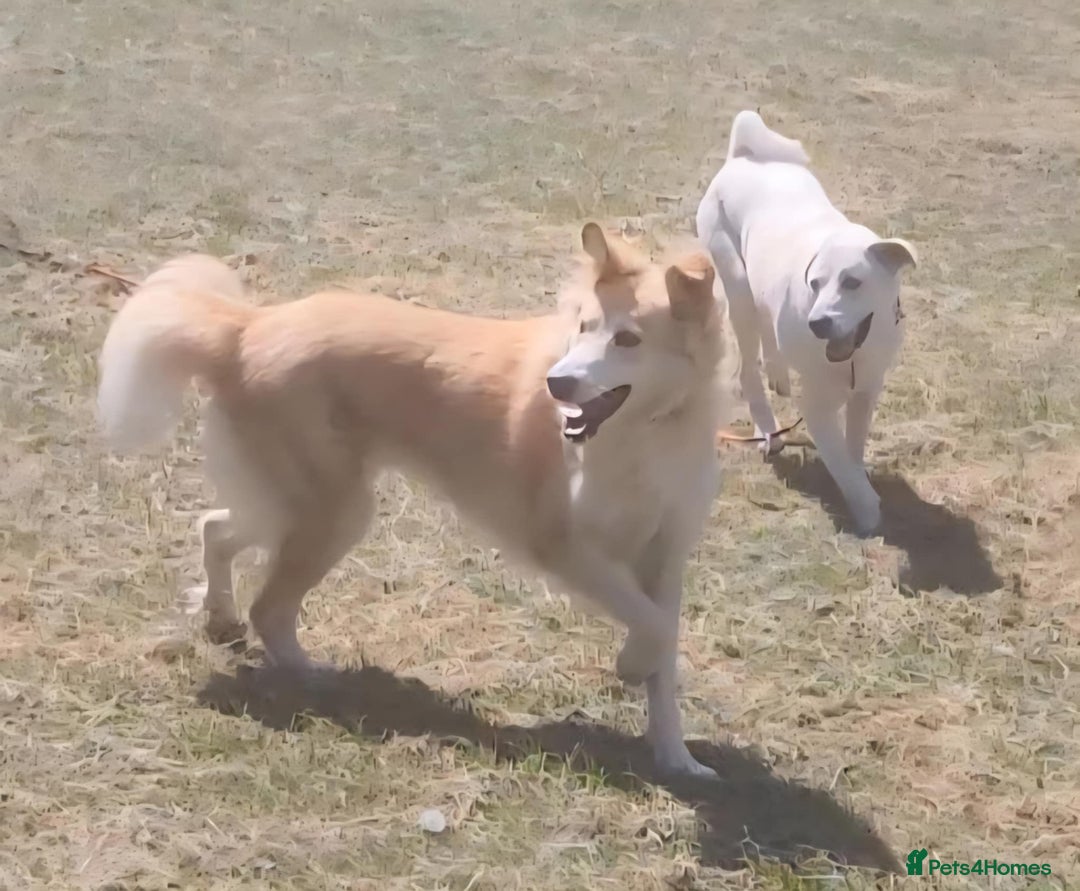 Mixed Breed dogs for adoption: Nina is approx 2 yrs old  - Image 8