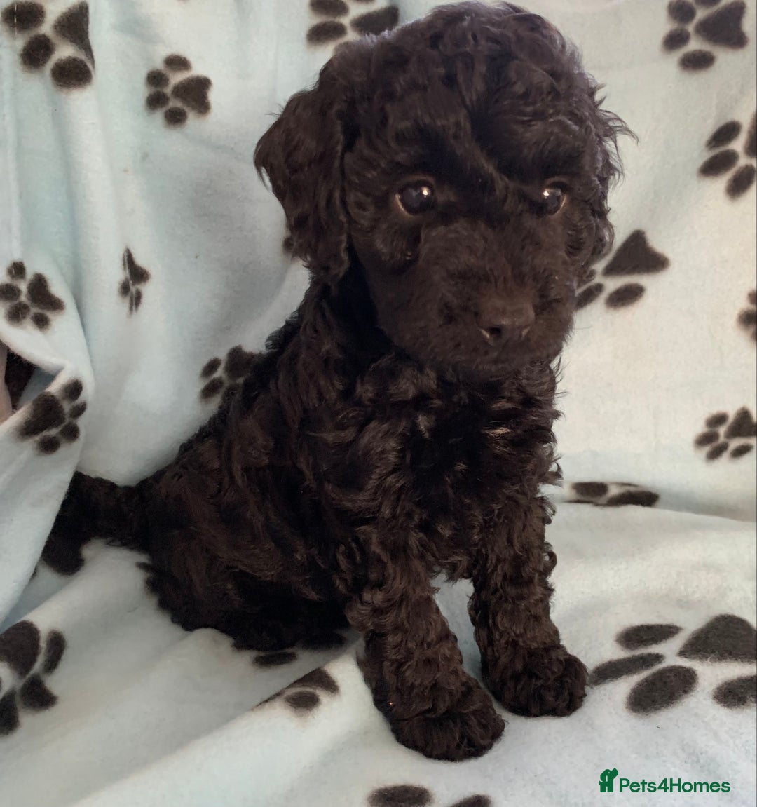 Cockapoo dogs for sale: Cockapoo puppies ready now - Image 9