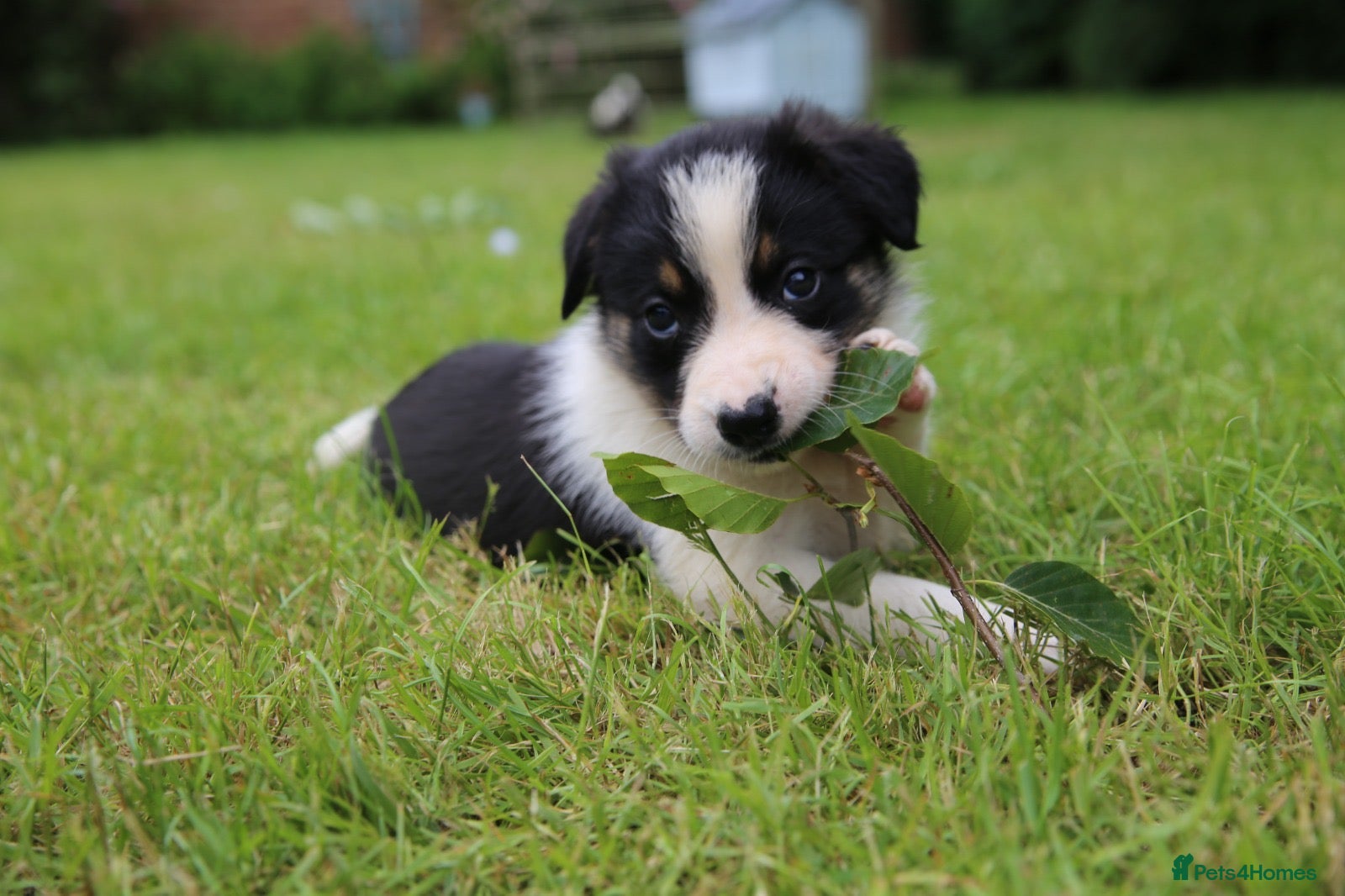 Border Collie dogs Black/ White & Tan Health Tested - Advert 2
