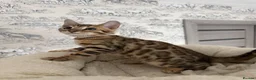 Bengal cats for sale: 🐆 Adorable pedigree bengal kitten 🐆 - Advert 3