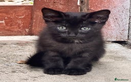 Savannah cats for sale: Savannah Kittens - Image 11