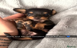 Mixed Breed dogs for sale: Miniature dachshund cross  - Image 5