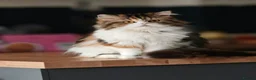 Persian cats for sale: Beautiful Fluffy Persian Doll Face  - Advert 12