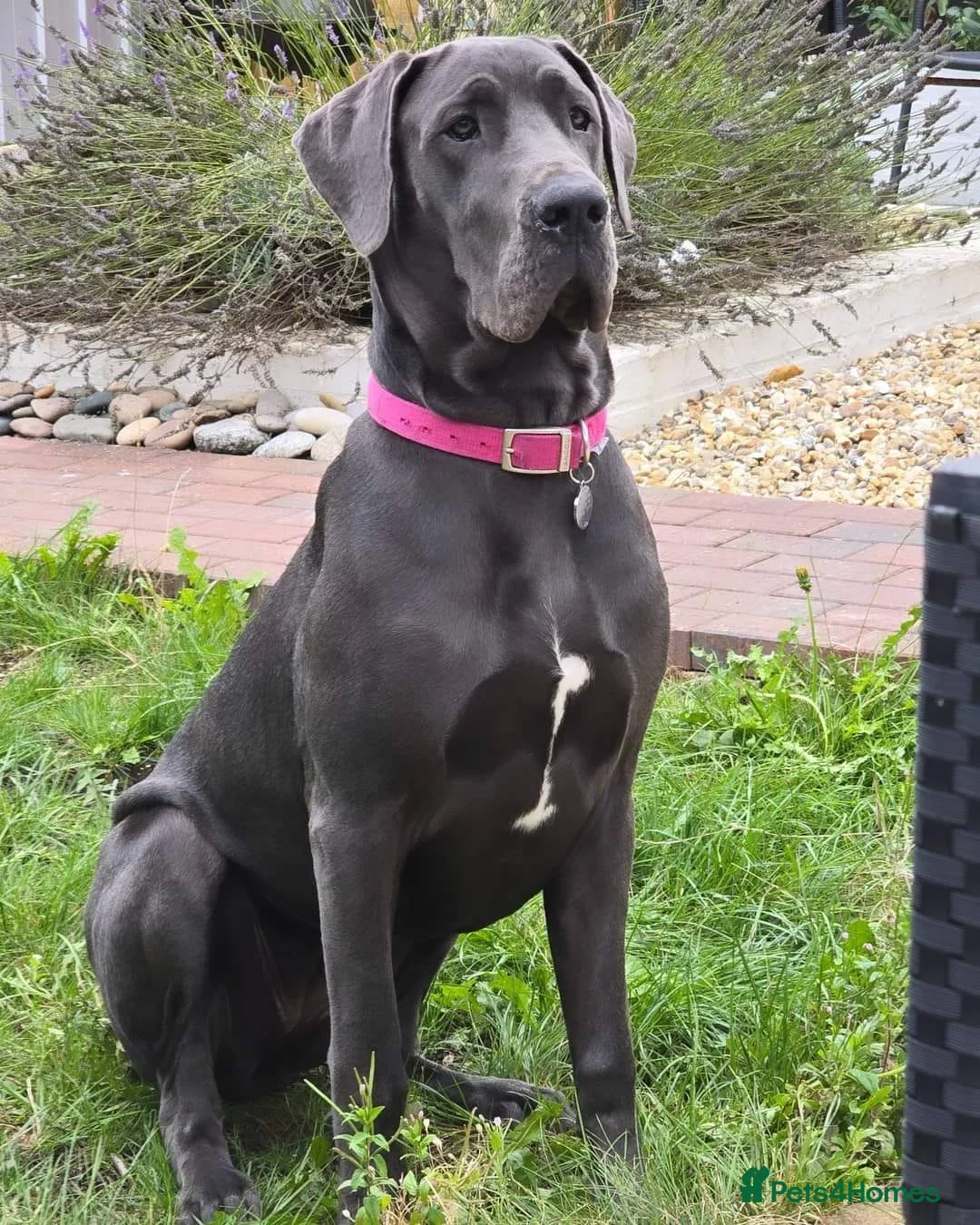 Great Dane dogs for sale: Purple collar  - Advert 1