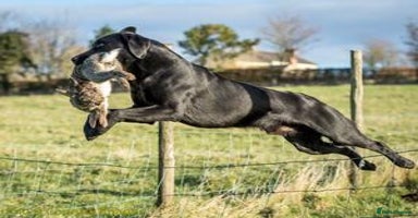 Labrador Retriever dogs - Advert 8