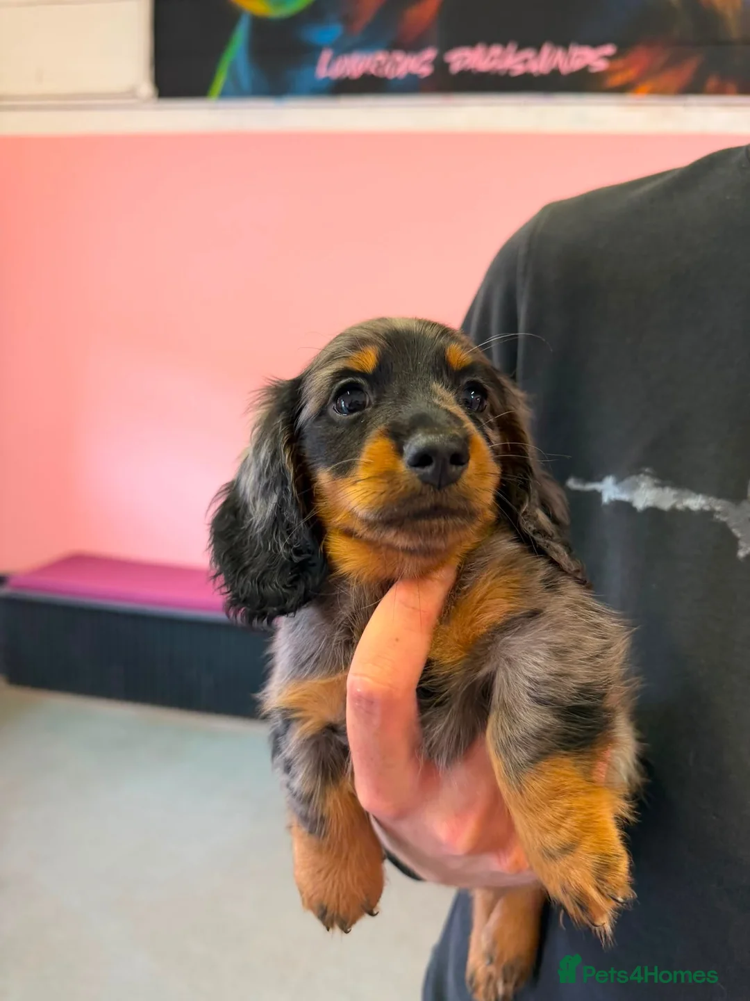 Miniature Dachshund dogs for sale: KC MINIATURE LONG HAIRED DACHSHUNDS  - Advert 2