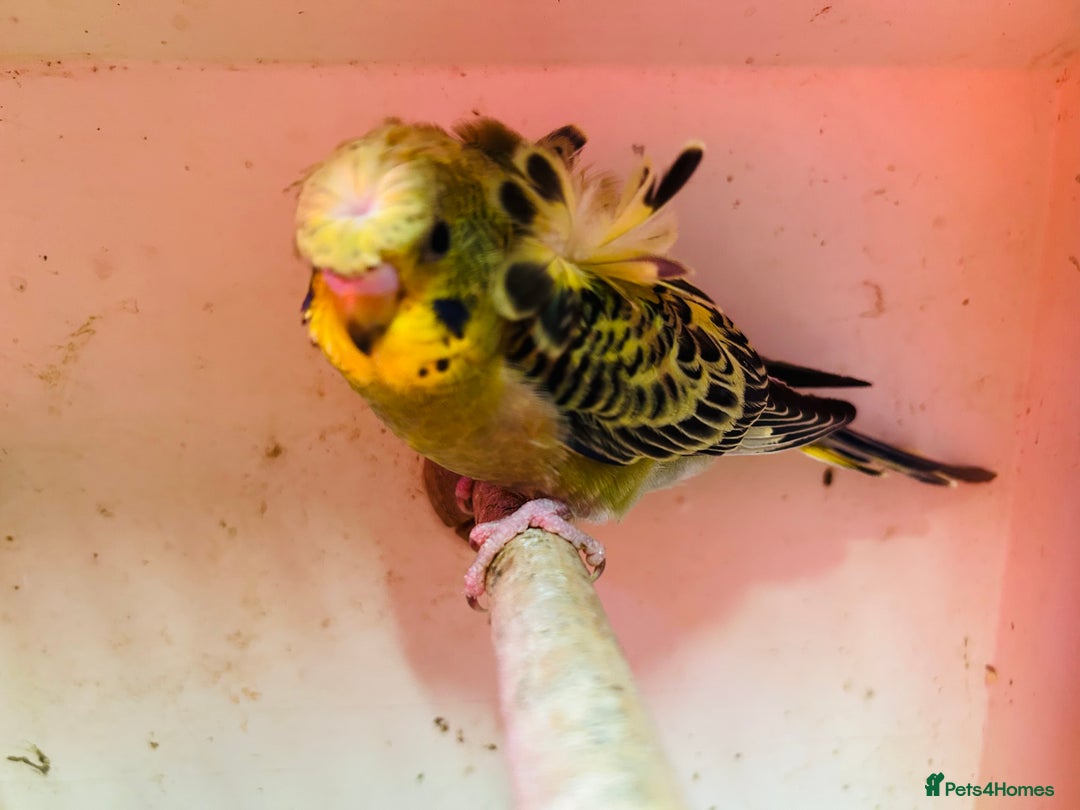 Budgerigars birds for sale: Black face, Black wing, splits, hogoromo budgies  - Advert 14