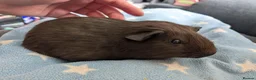 Guinea Pig rodents for sale: Guinea pigs boars and sows available  - Advert 5