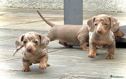 Miniature Dachshund dogs for sale: Beautiful litter of miniature dachshund puppies  - Image 20