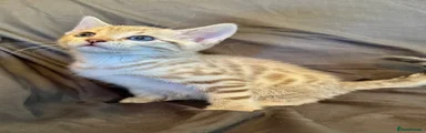 Bengal 6