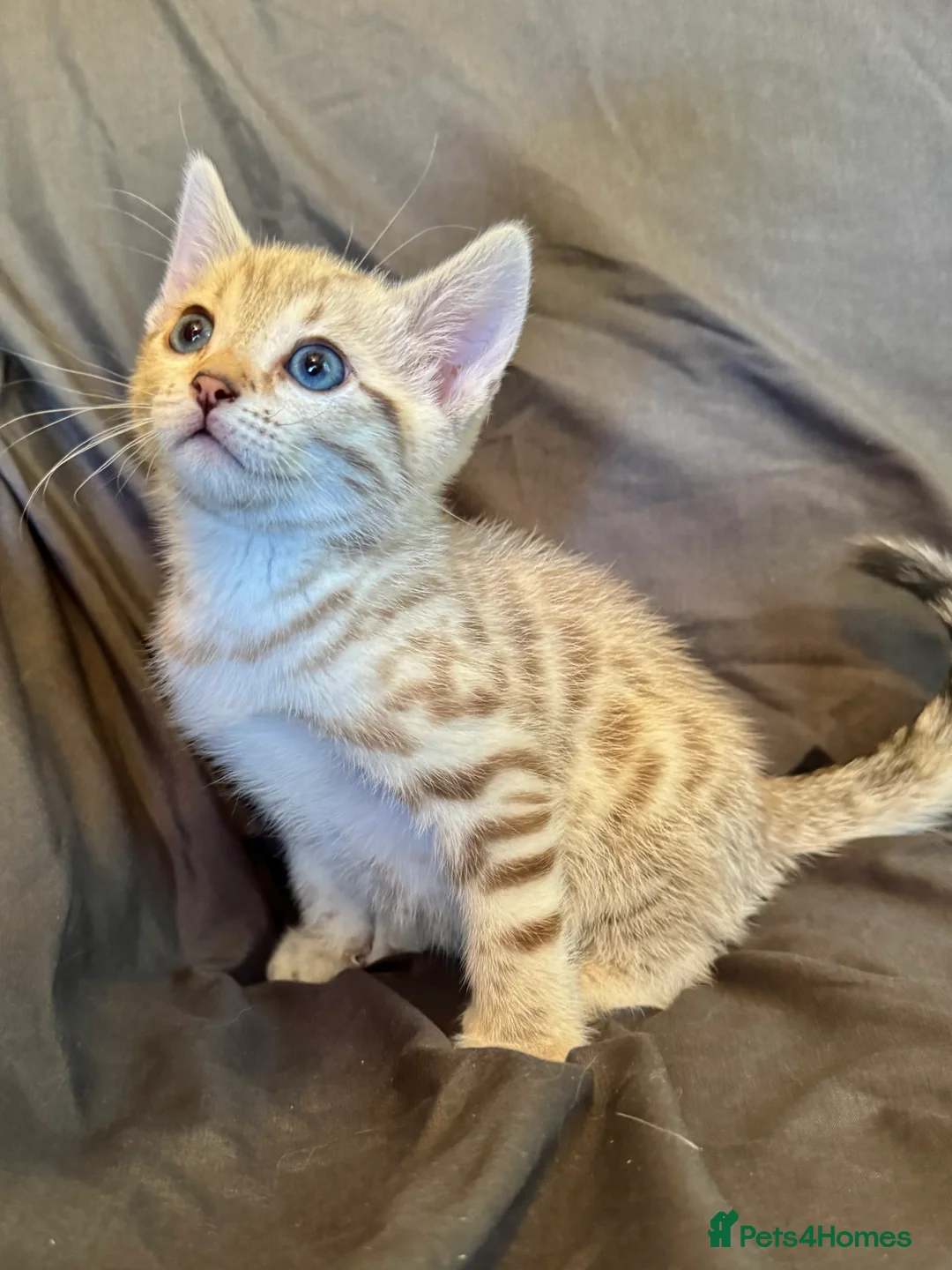 Bengal cats for sale: Stunning Snow Bengal Kittens - Advert 2