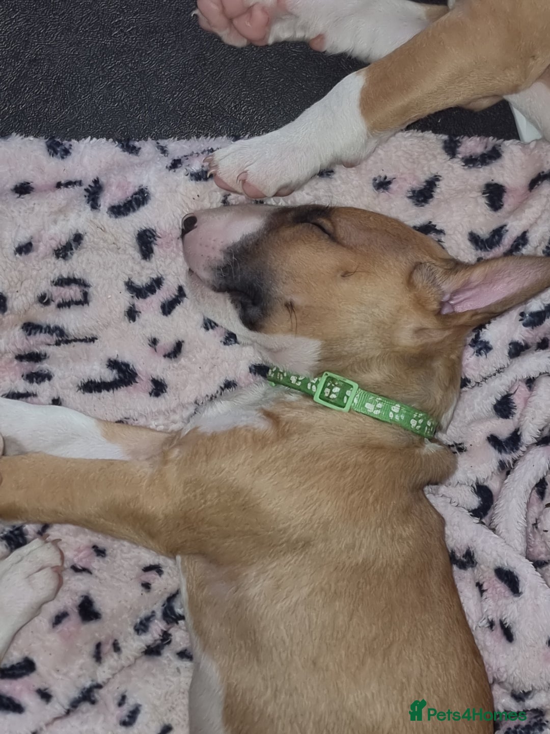 English Bull Terrier dogs for sale: English bull terrier !!! Last boy !!! - Image 36
