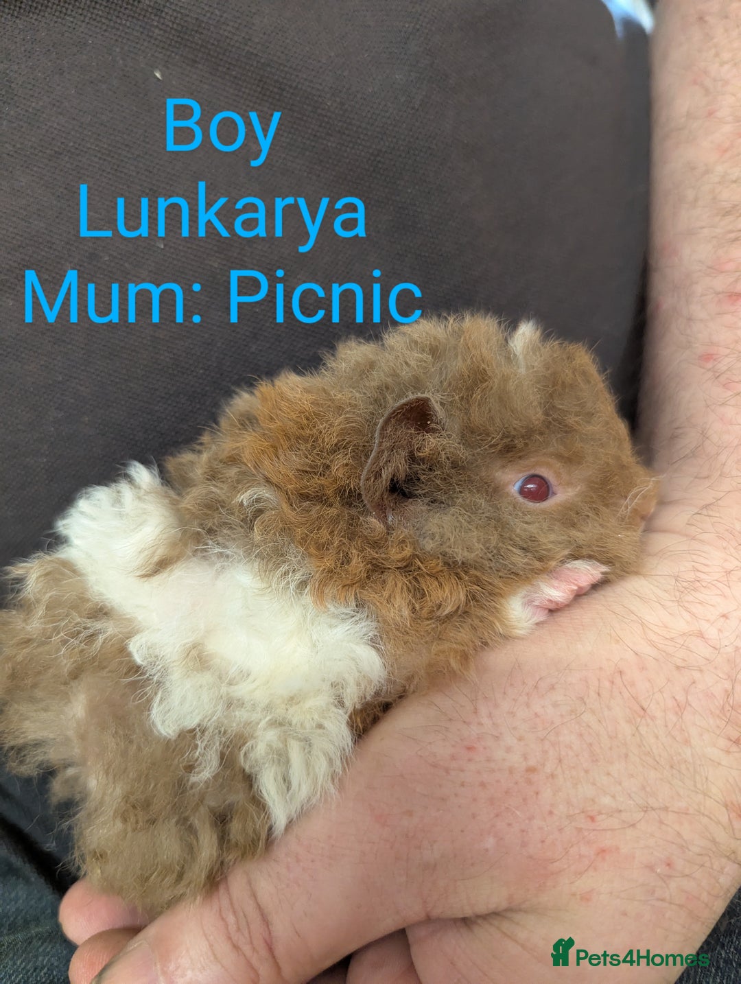 Guinea Pig rodents for sale: Stunning baby guinea pigs! Lunkarya/Abyssinian/sh  - Image 8