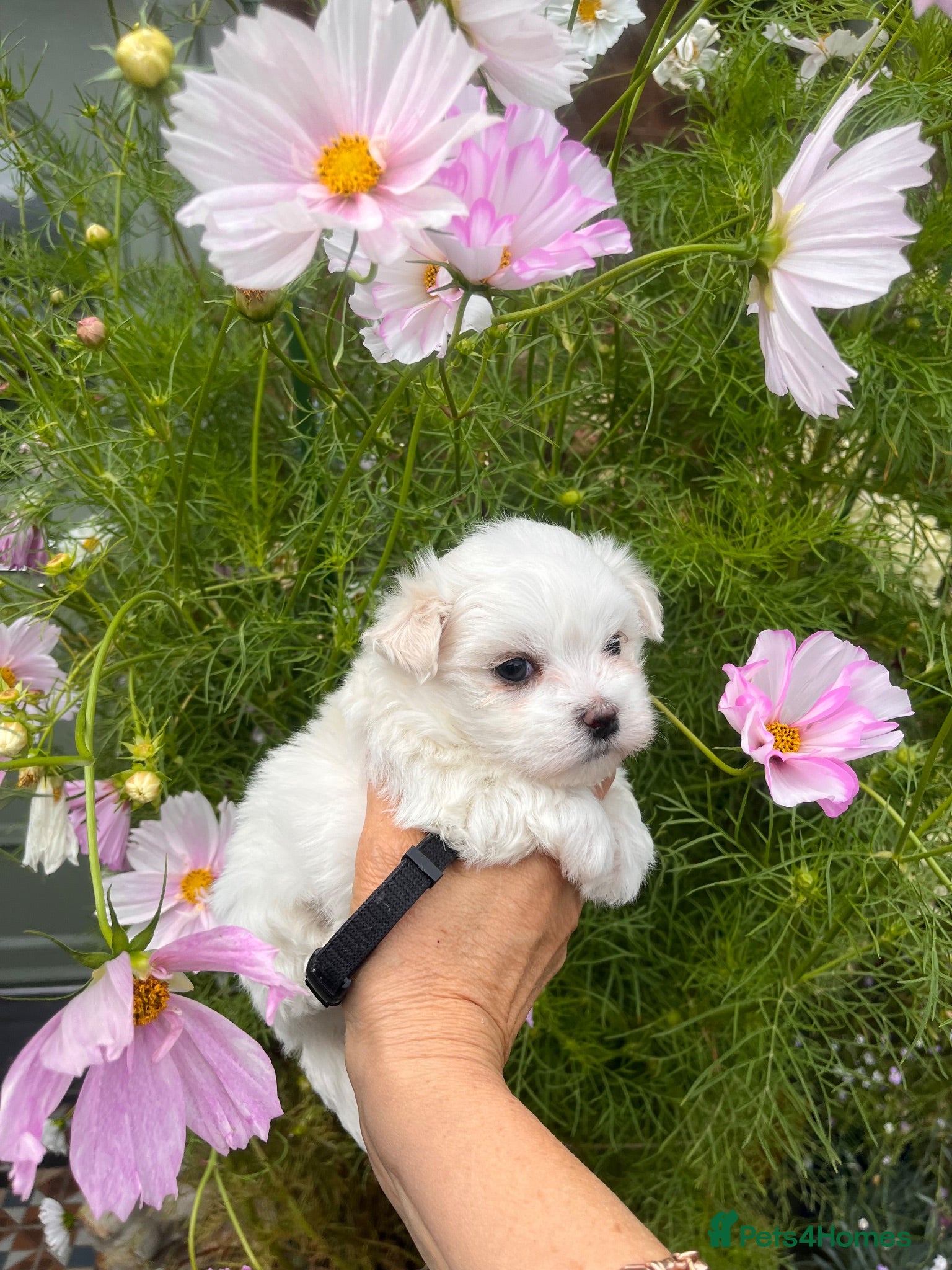 Maltese dogs Happy Tiny KC Reg Boys - Advert 2