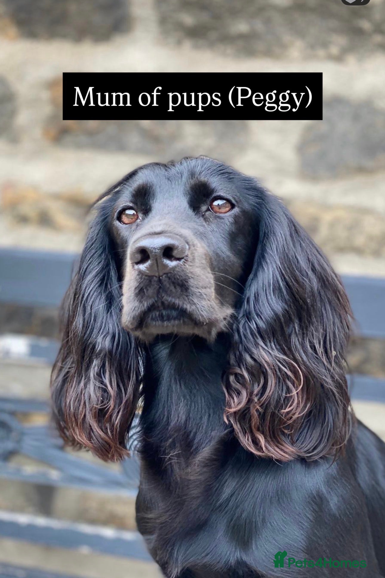 Cocker Spaniel dogs Cocker spaniel puppies due - top breeding lines - Advert 1