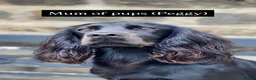 Cocker Spaniel dogs for sale: Cocker spaniel puppies due - top breeding lines - Advert 1