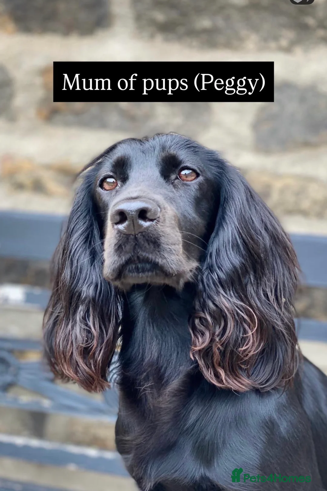 Cocker Spaniel dogs for sale: Cocker spaniel puppies due - top breeding lines - Advert 1