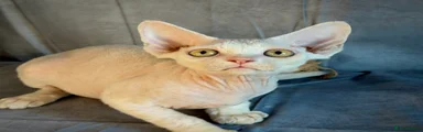 Devon Rex 1