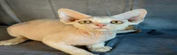 Devon Rex cats for sale: Stunning Affectionate Devon Rex Kittens  - Advert 14