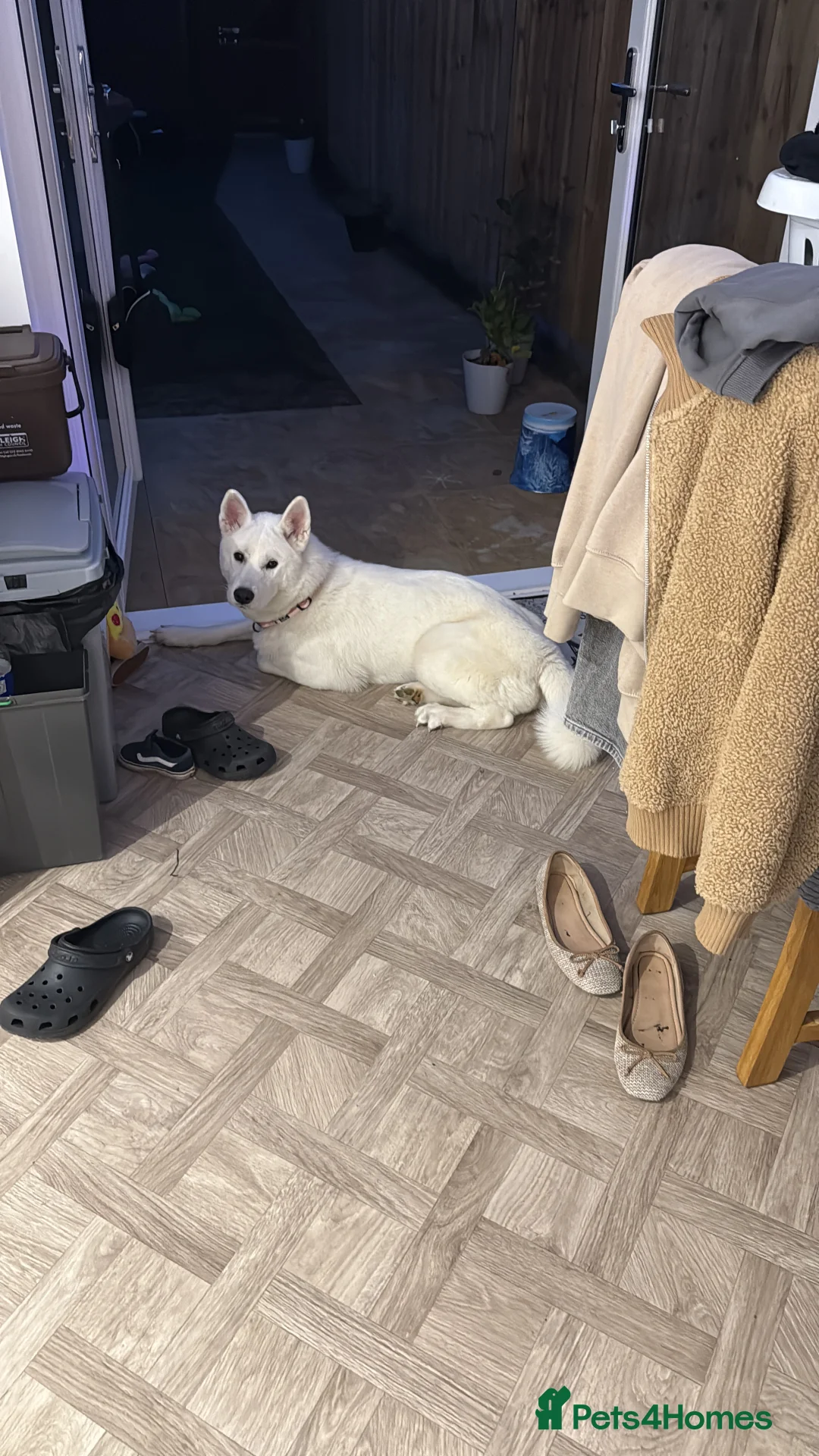 Huskita dogs for sale: Huskita - Advert 4