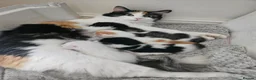 Mixed Breed cats for sale: 5 beautiful, friendly Ragdoll cross Kittens - Advert 1