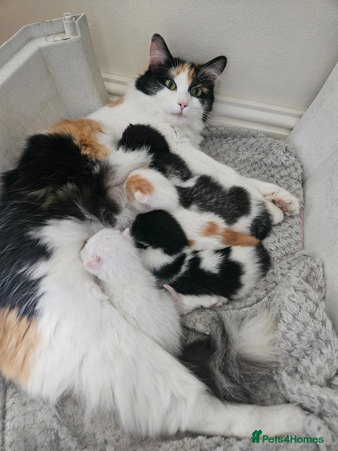 Mixed Breed cats for sale: 5 beautiful, friendly Ragdoll cross Kittens - Advert 1