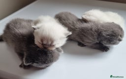 Scottish Fold cats for sale: Very Friendly Kittens, Pedigree Scottish Fold  - Image 26