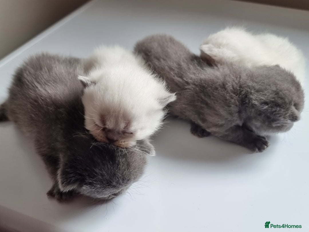 Scottish Fold cats for sale: Very Friendly Kittens, Pedigree Scottish Fold  - Image 26
