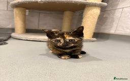 Mixed Breed cats for sale: 2 beautiful kittens left to find a home - Image 12