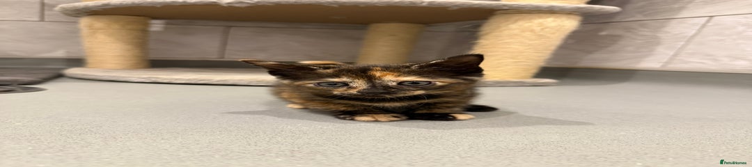 Female tortoiseshell 