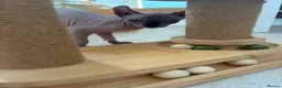 Sphynx cats for sale: Stunning sphinx kittens ready now - Advert 4