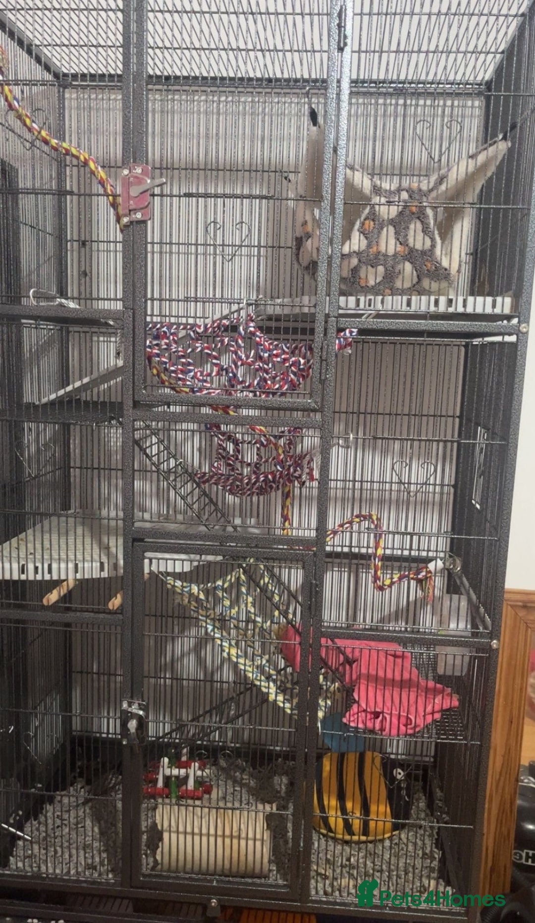 Rat rodents for sale: Male rats and cage  - Image 5