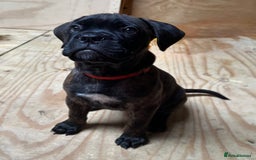 Bullmastiff dogs for sale: 🐾 KC registered bullmastiff female puppy 🐾 - Image 2