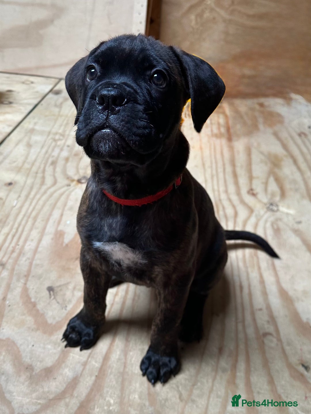 Bullmastiff dogs for sale: 🐾 KC registered bullmastiff female puppy 🐾 - Image 2