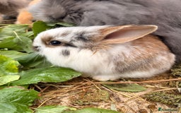 Lionhead rabbits for sale: Rabbits for sale  - Image 4