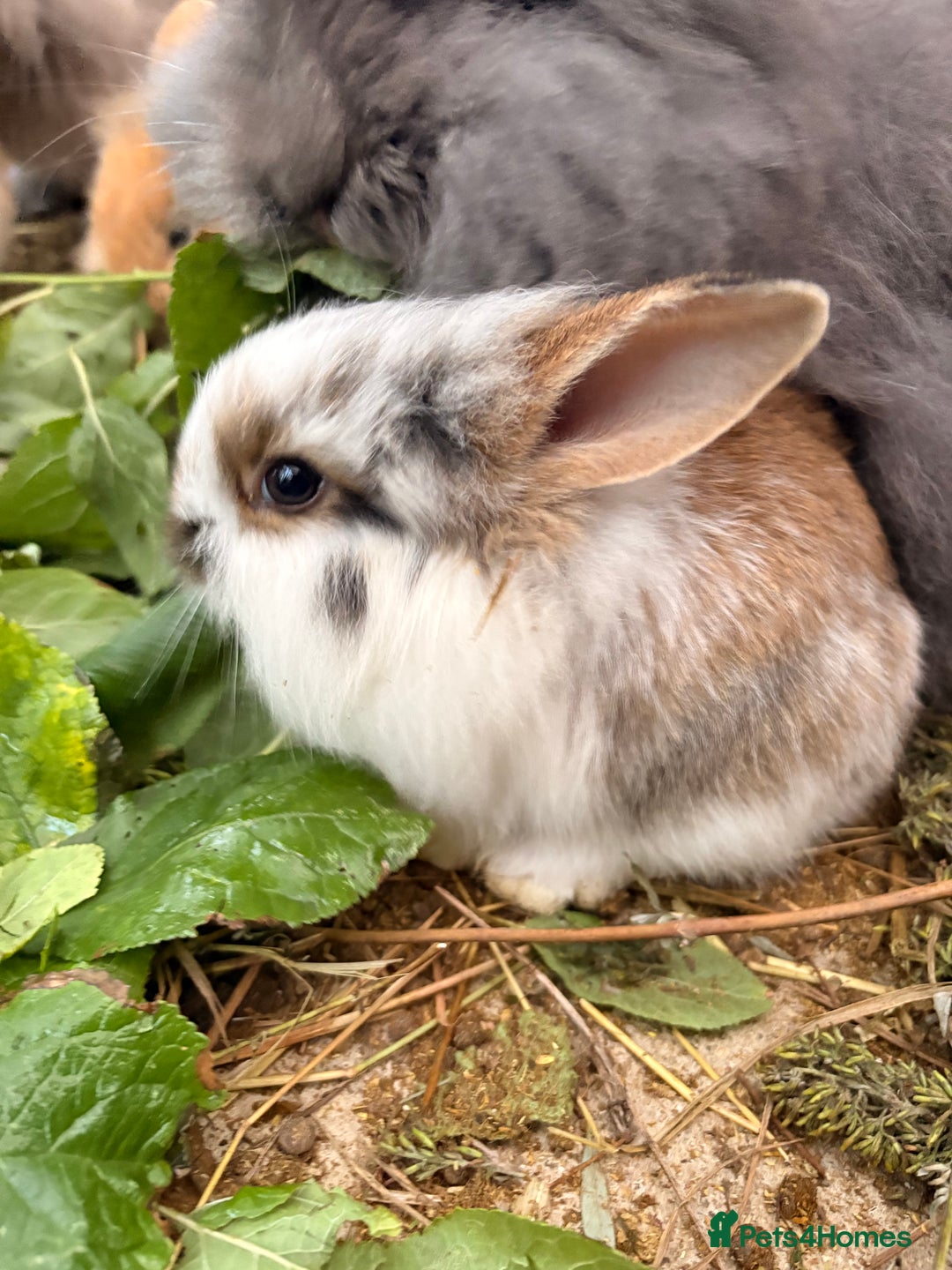 Lionhead rabbits for sale: Rabbits for sale  - Image 4