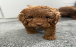 Cockapoo dogs for sale: Beautiful cockapoo puppies  - Image 6