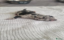 Mixed Breed dogs for sale: Top level Crossbreed pups - Image 3