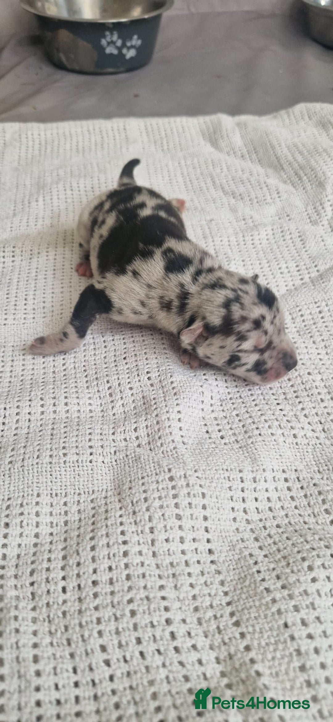 Mixed Breed dogs for sale: Top level Crossbreed pups - Image 3