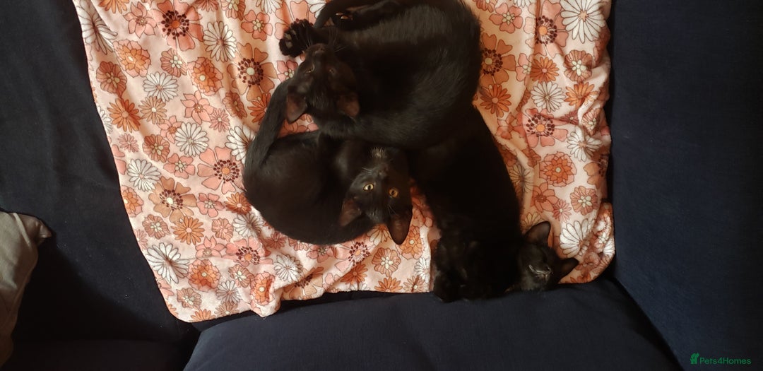 Domestic Shorthair cats for sale:  Bob, The Kitten - Image 31