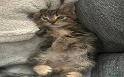 Mixed Breed cats for sale: Beautiful bengal cross kittens  - Image 4