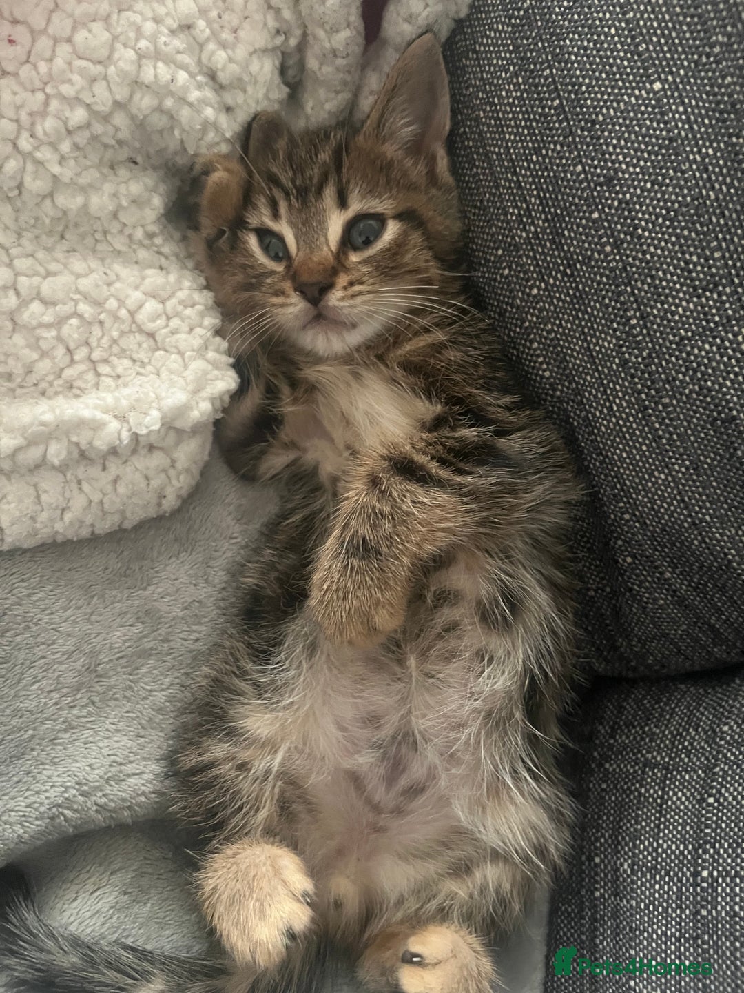 Mixed Breed cats for sale: Beautiful bengal cross kittens  - Image 4